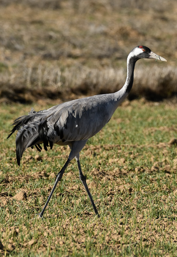 Grus grus [400 mm, 1/2000 sec at f / 8.0, ISO 800]